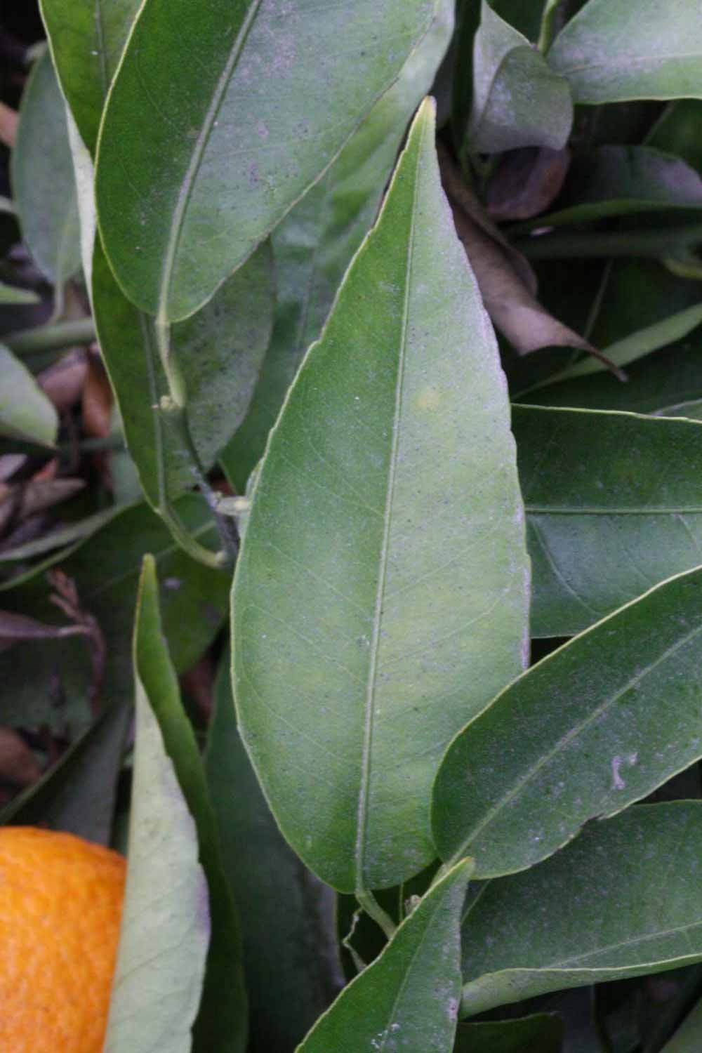              Unifoliolate leaf (Clementina Fina, Riverside, CA)       